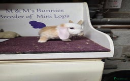Mini Lop rabbits for sale: SOLD Sold  - Image 3