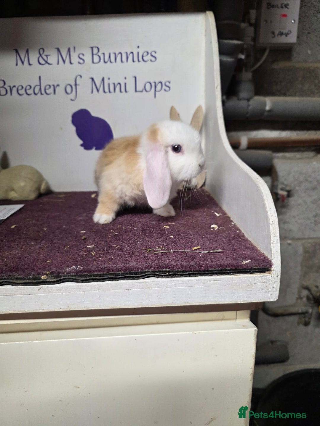 Mini Lop rabbits for sale: SOLD Sold  - Image 3