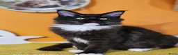 Maine Coon cats for sale: Beautiful  Maine Coon Boy – Available Again - Advert 3