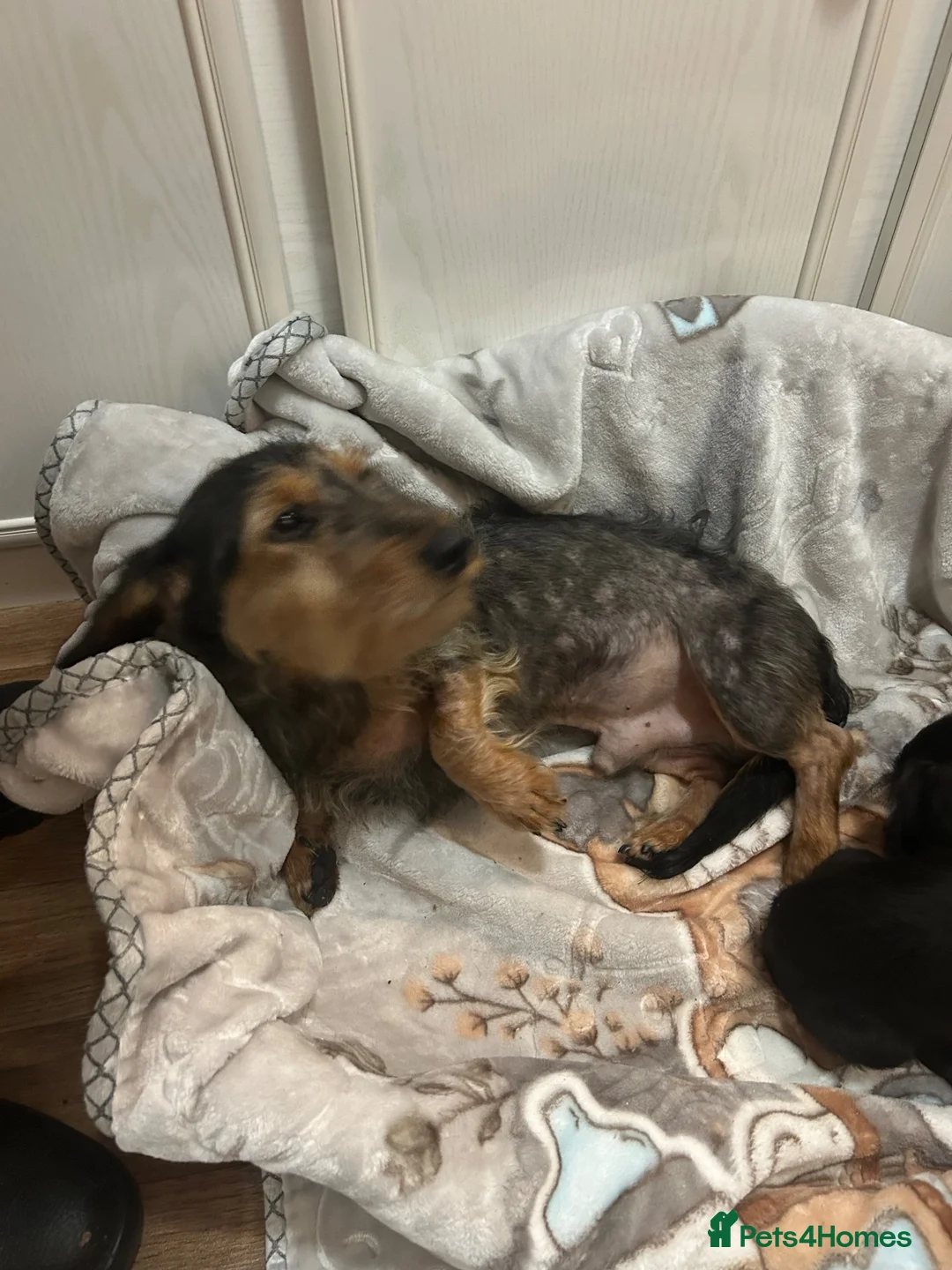 Mixed Breed dogs for sale: Beautiful miniature poodle - Advert 12