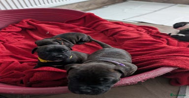Staffordshire Bull Terrier dogs - Advert 11