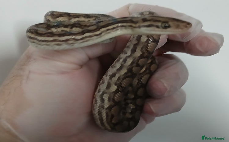 Boa Snake reptiles - Advert 7