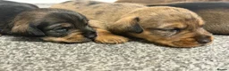 Mixed Breed dogs for sale: Miniature schnoxie/schnauzund puppy’s  - Advert 3