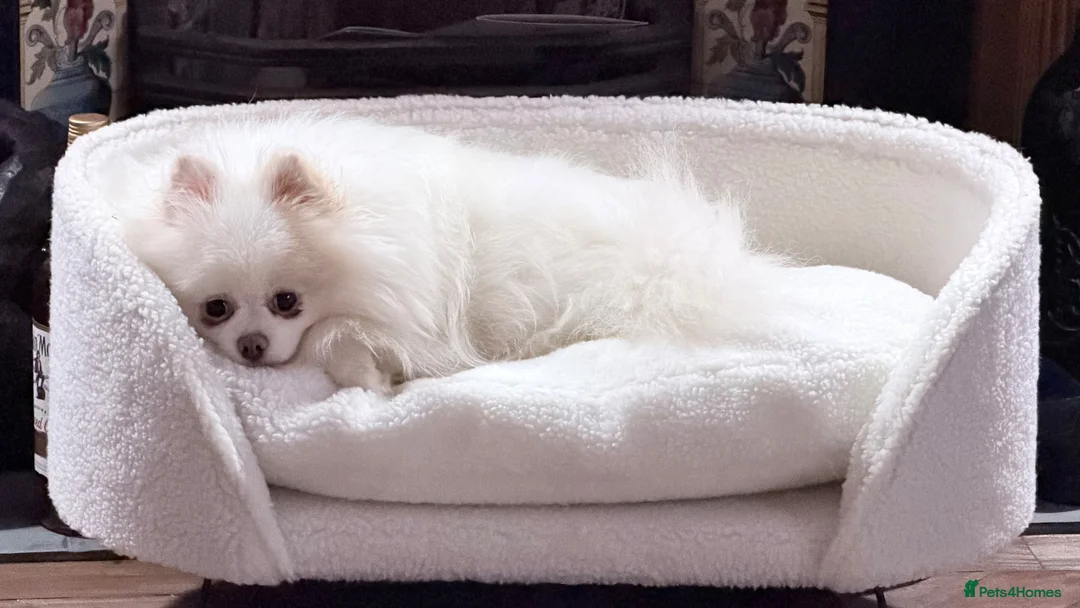 Pomeranian dogs for sale: Pomeranian puppies Kc registered - Advert 2