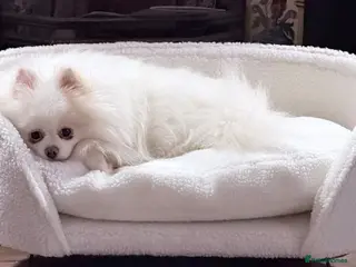 Pomeranian dogs Pomeranian puppies Kc registered - Advert 1