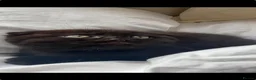 Mixed Breed cats for sale: BSH, Scottish fold, mixed breed - Advert 14