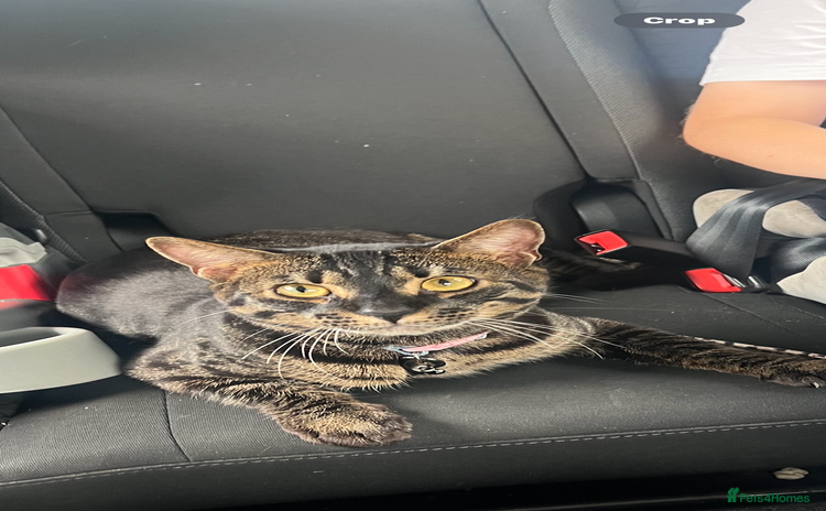 Bengal cats - Advert 12