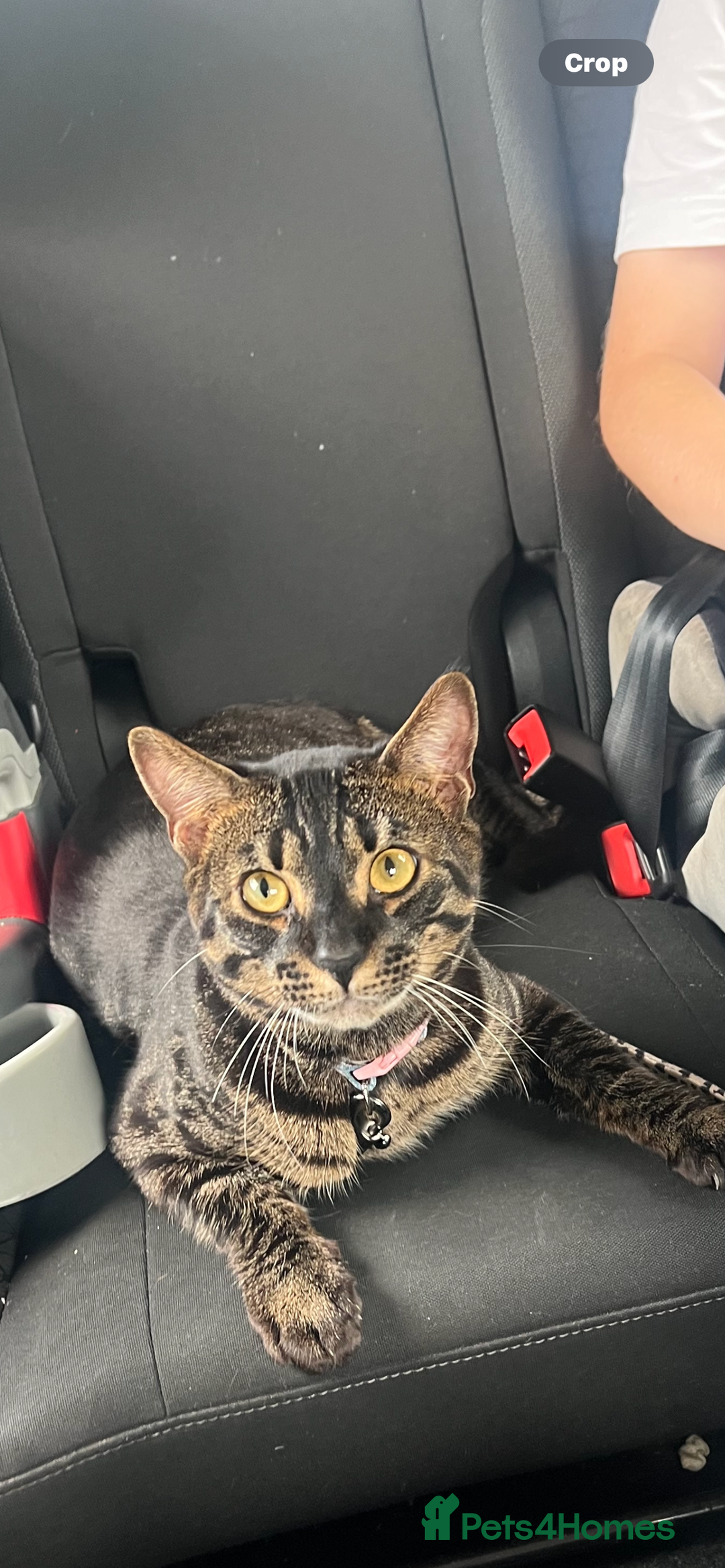 Bengal cats for sale: Snow & charcoal - Image 1