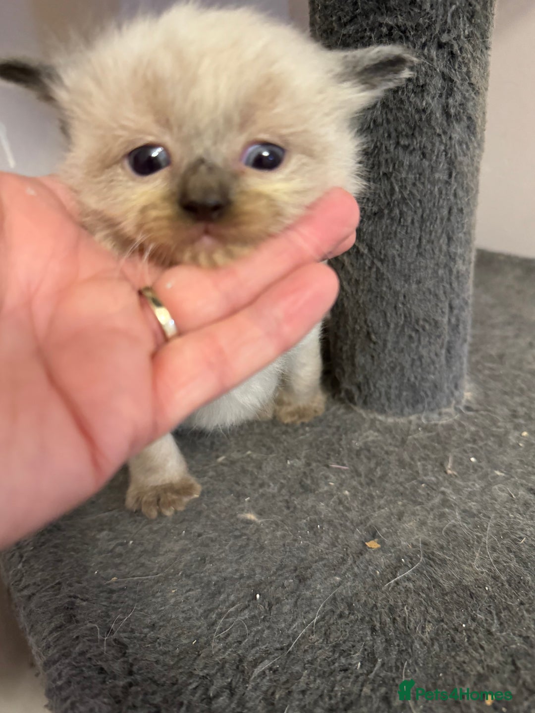 Ragdoll cats for sale: Our little snow babies ragdoll kittens  - Image 6