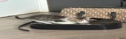 Bengal cats for sale: 🐾 Gorgeous Bengal Kittens – 3 Boys & 1 Girl 🐾 - Advert 5