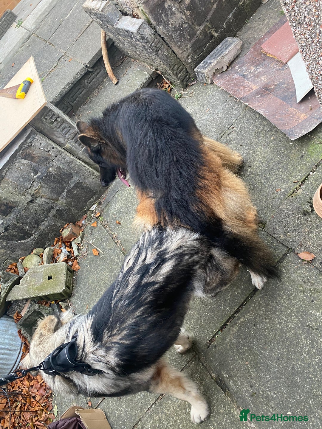 German Shepherd dogs for stud: ⭐️ Health tested, Proven, KC reg GSD ⭐️  - Image 10