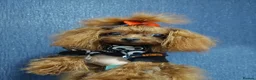 Maltipoo dogs for sale: Asian tiny x-small multipoo puppies  - Advert 19