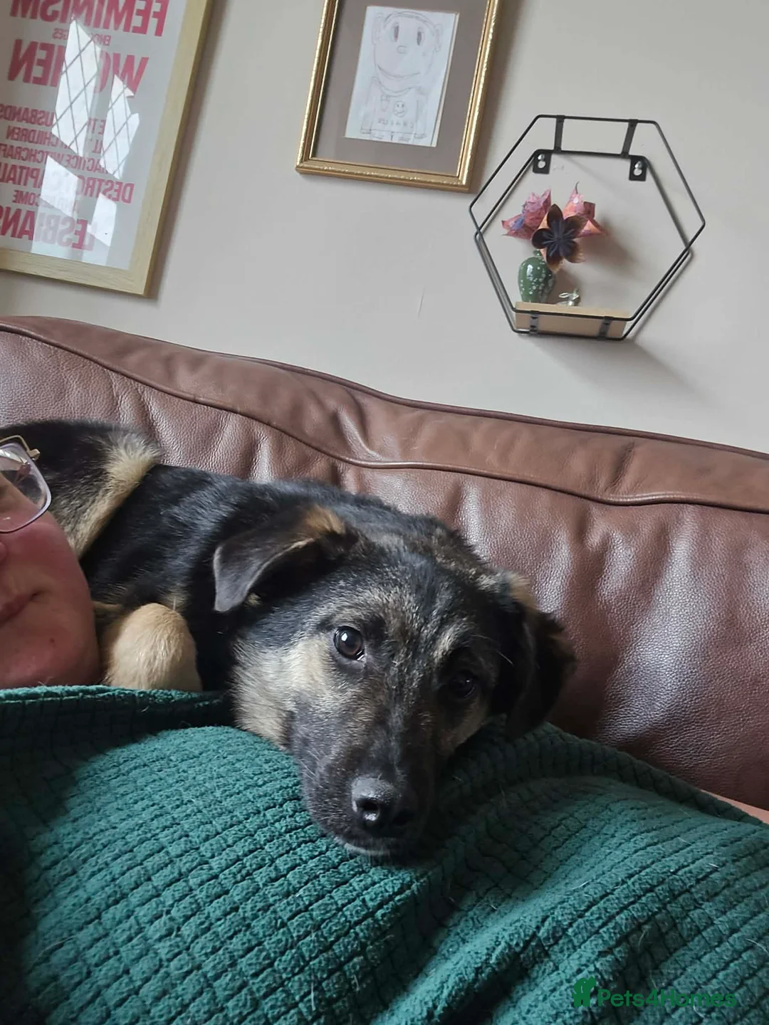 Mixed Breed dogs for adoption: Rocky for adoption in Hastings - Advert 9