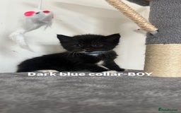 British Shorthair cats for sale: British shorthair black/2point - Image 15