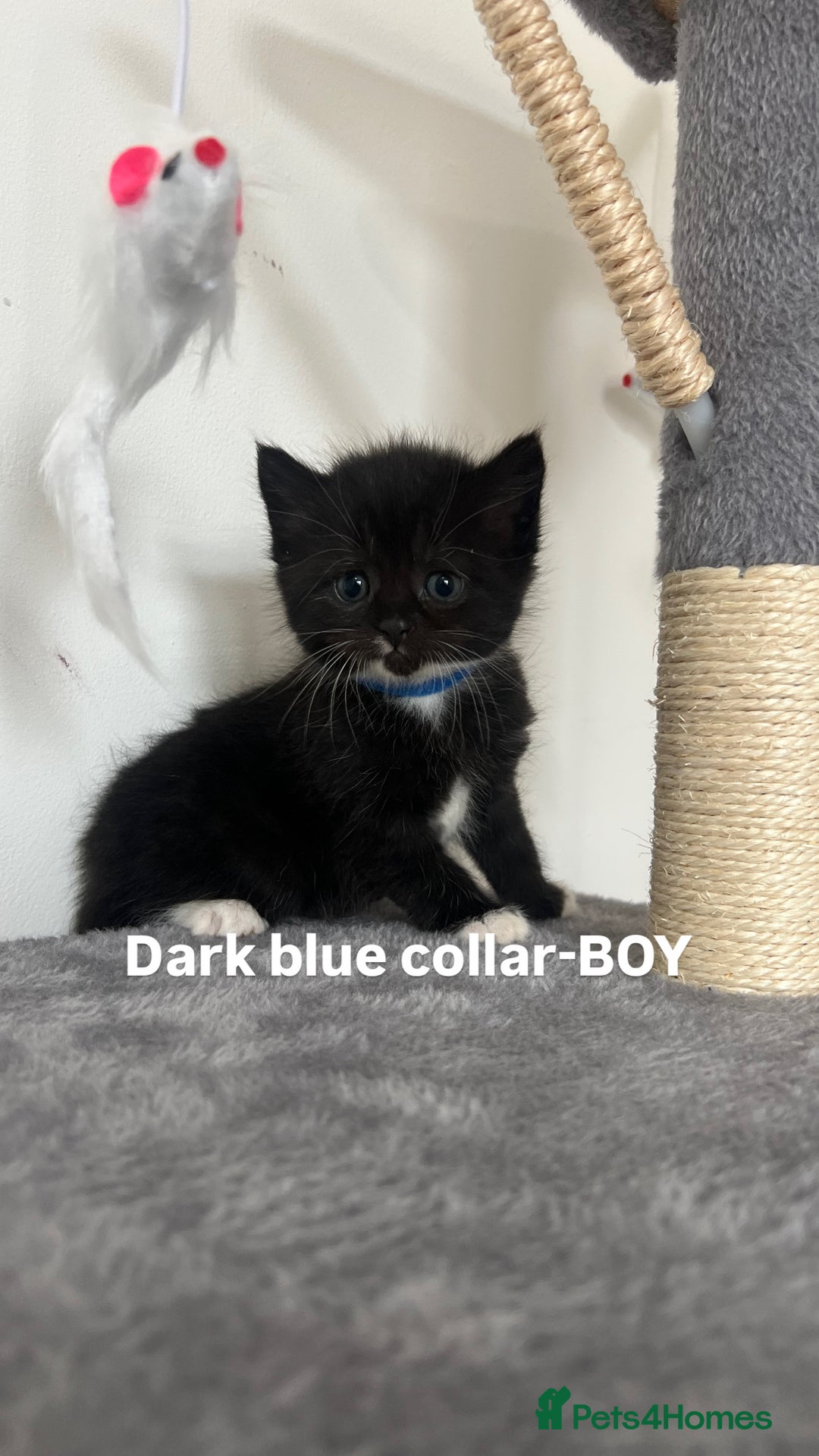 British Shorthair cats for sale: British shorthair black/2point - Image 15