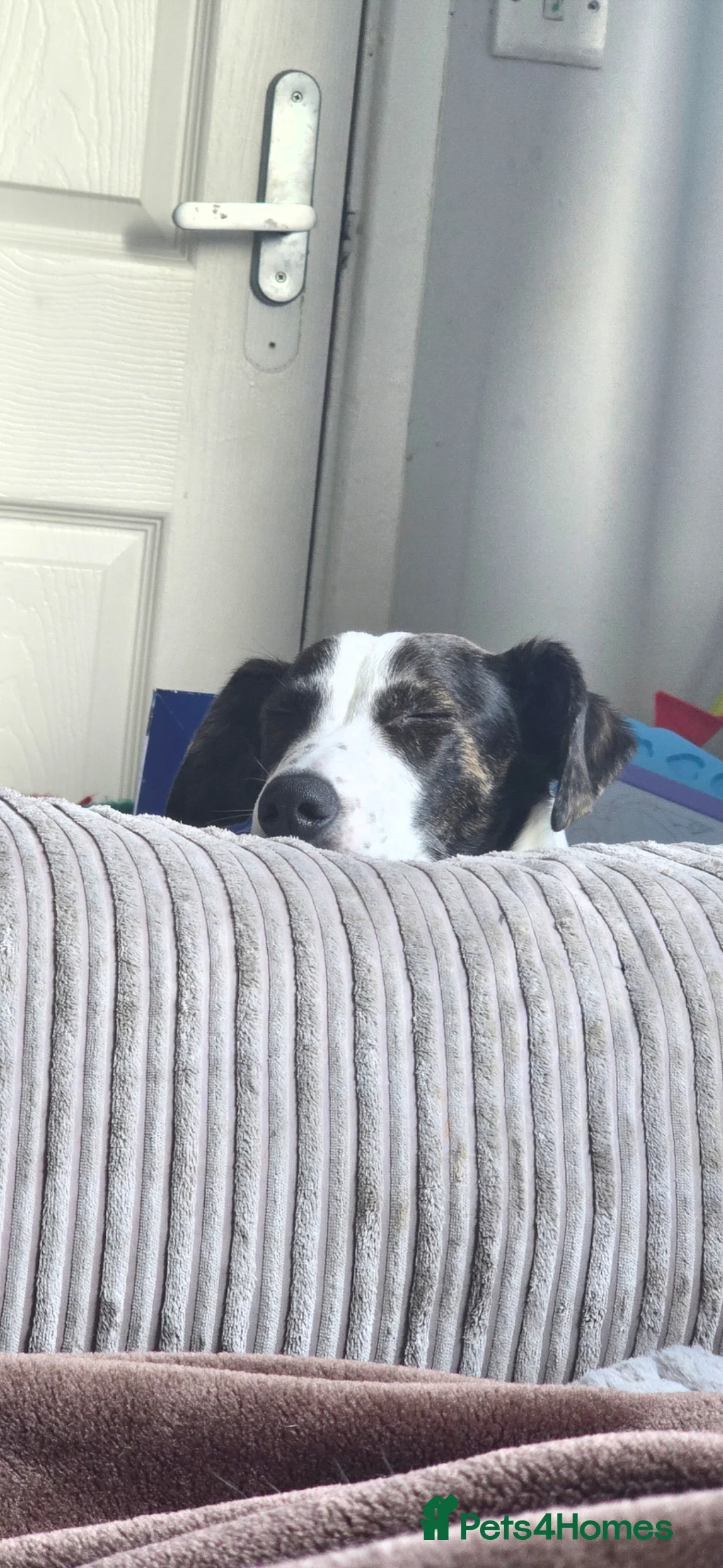 Mixed Breed dogs for sale: 8 month old lurcher cross - Advert 3