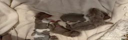 Miniature Dachshund dogs for sale: Miniature DashHound puppies  - Advert 14