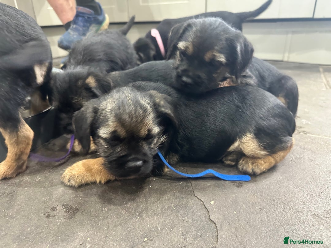 Border Terrier dogs for sale: Border Terrier Pups -Beautiful Pedigree  - Image 35