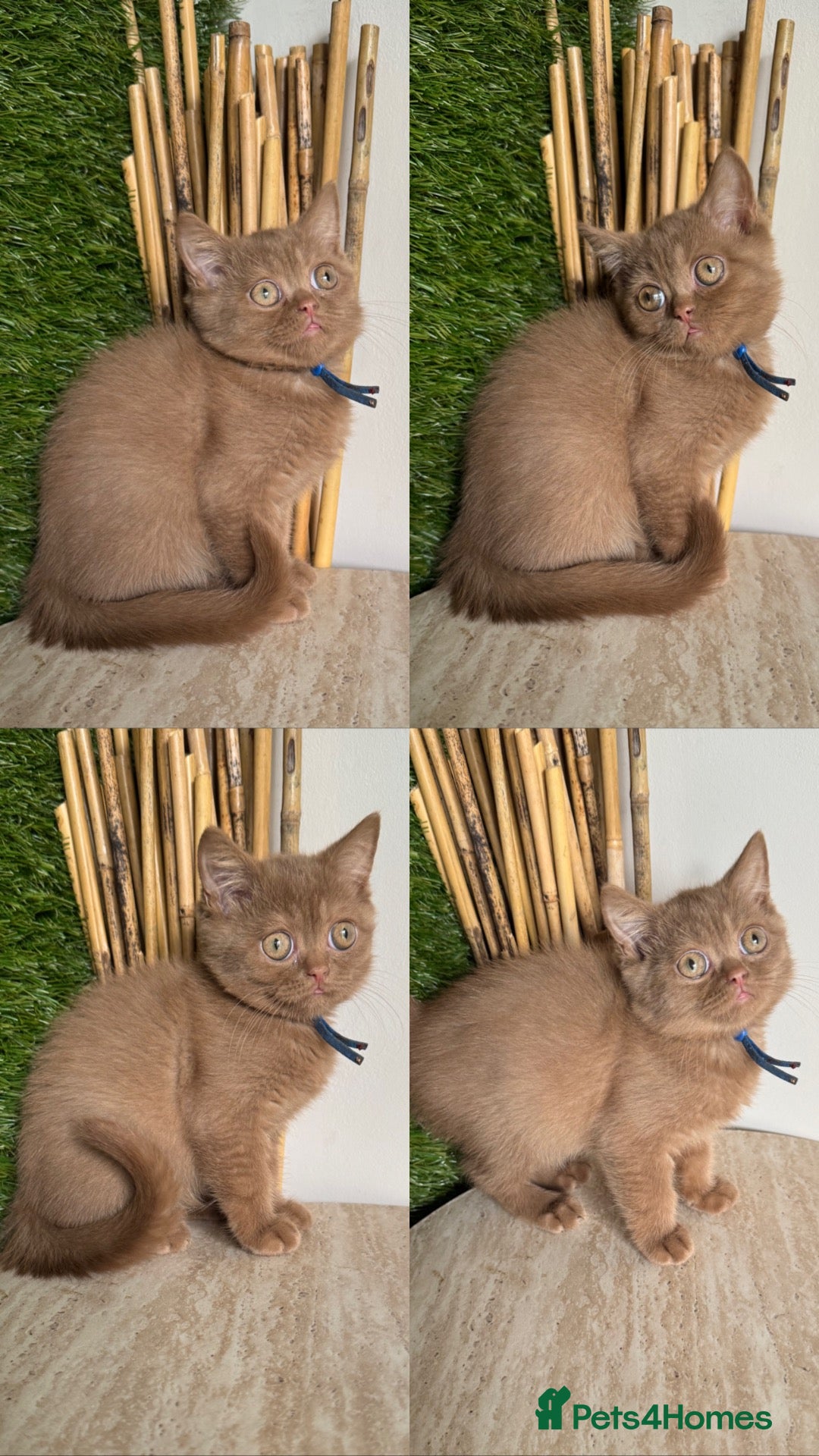 British Shorthair cats Ready now British shorthair babies - Advert 14