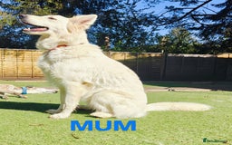 White Swiss Shepherd dogs for sale: KC Reg long-coat White Swiss Sheperd pups for sale - Image 6