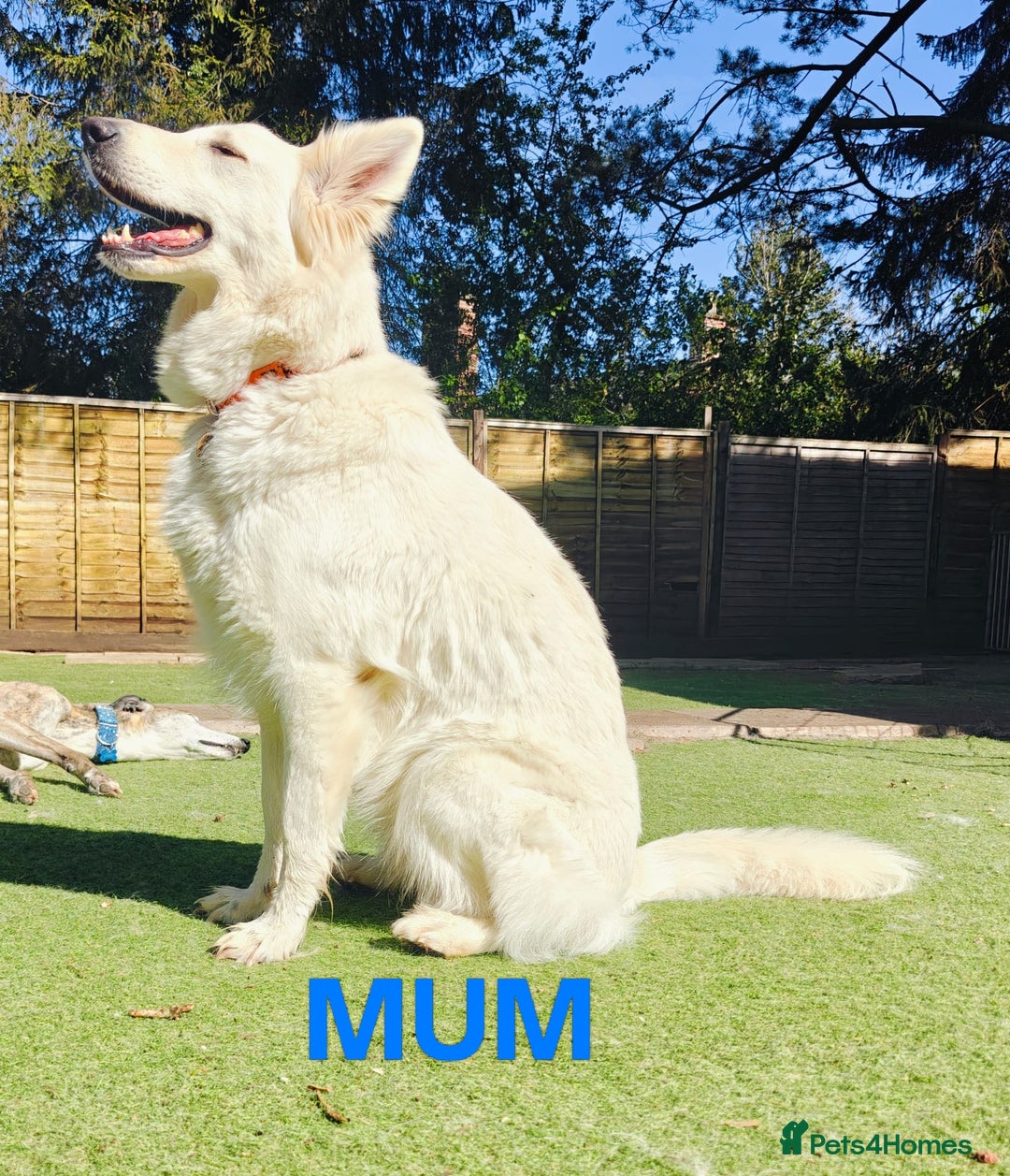 White Swiss Shepherd dogs for sale: KC Reg long-coat White Swiss Sheperd pups for sale - Image 6