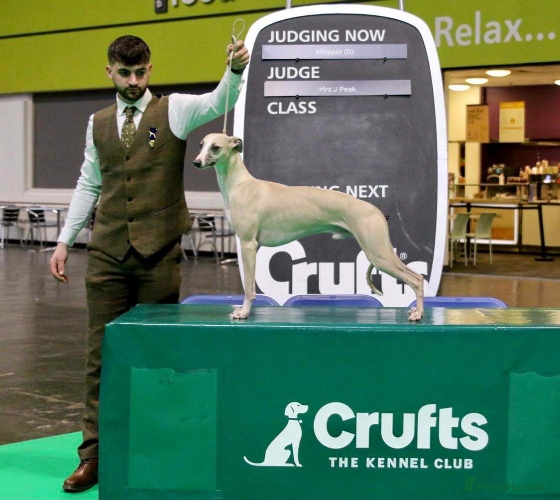 Whippet dogs KC heart certificate whippet for stud  - Advert 3