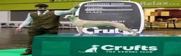 Whippet dogs for stud: KC heart certificate whippet for stud  - Advert 1