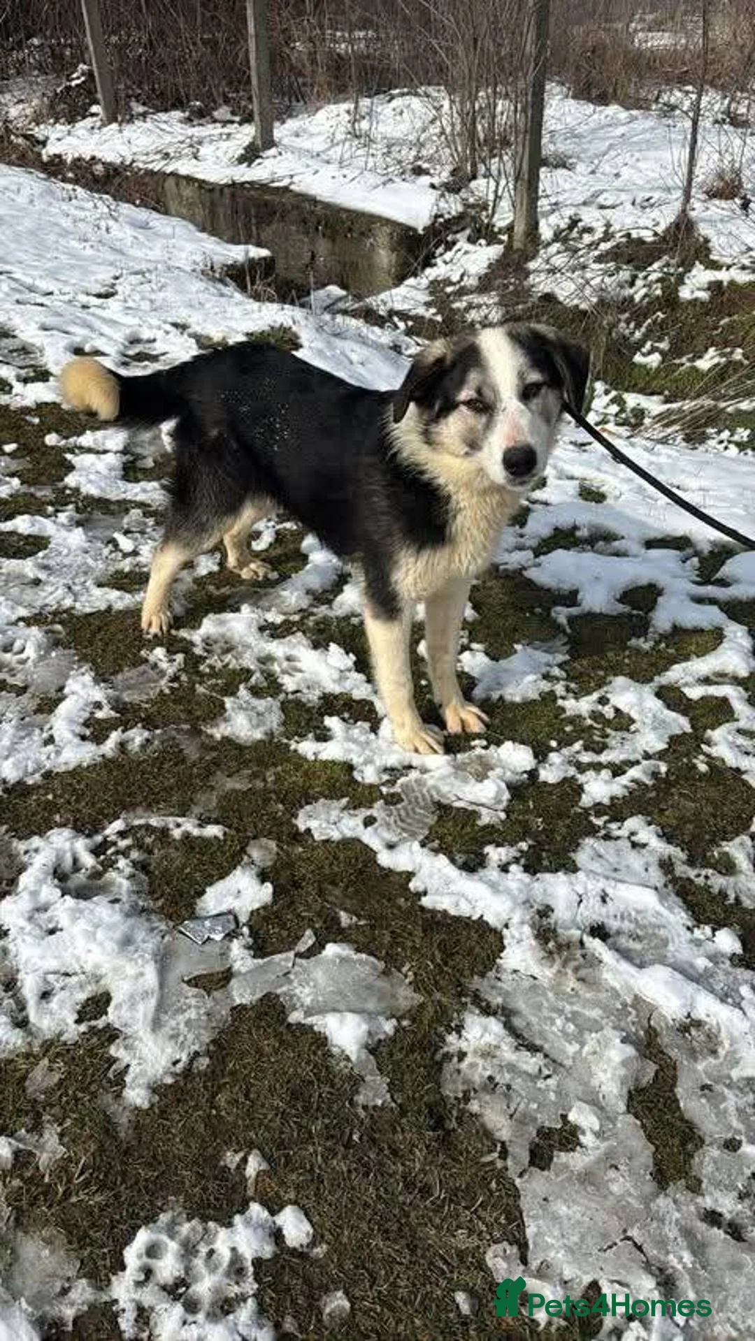 Mixed Breed dogs for adoption: Meet Penny, currently residing in West Midlands  in Halesowen - Advert 2