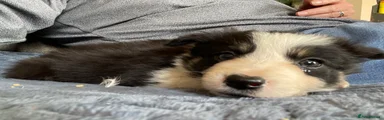 Border Collie Puppy 1