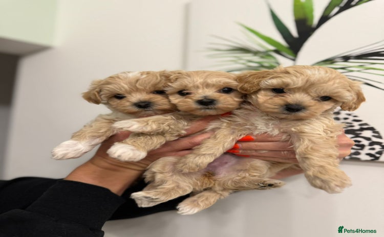 Maltipoo dogs - Advert 1