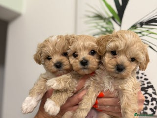 Maltipoo dogs Maltipoo - Advert 18