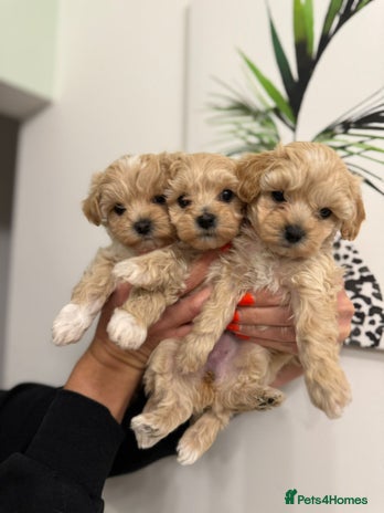 Maltipoo dogs - Advert 1