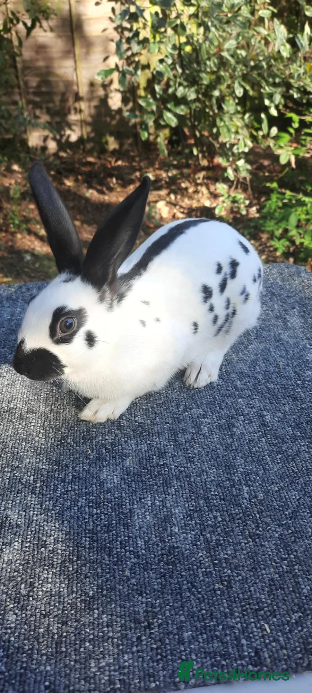 English Spot rabbits for sale: English Spot rabbits in Dereham - Advert 2