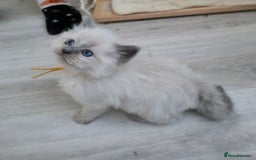 Ragdoll cats for sale: Blue mitted 🐾 Ragdoll kittens 😻 - Image 2