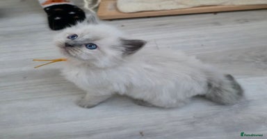 Ragdoll cats - Advert 12