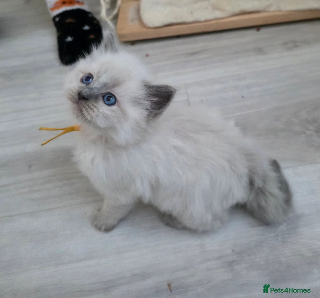Ragdoll cats for sale: Blue mitted 🐾 Ragdoll kittens 😻 - Image 2