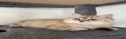 Ragdoll cats for sale: Exceptional Seal Tabby Mink Cherubim Boys - Advert 16