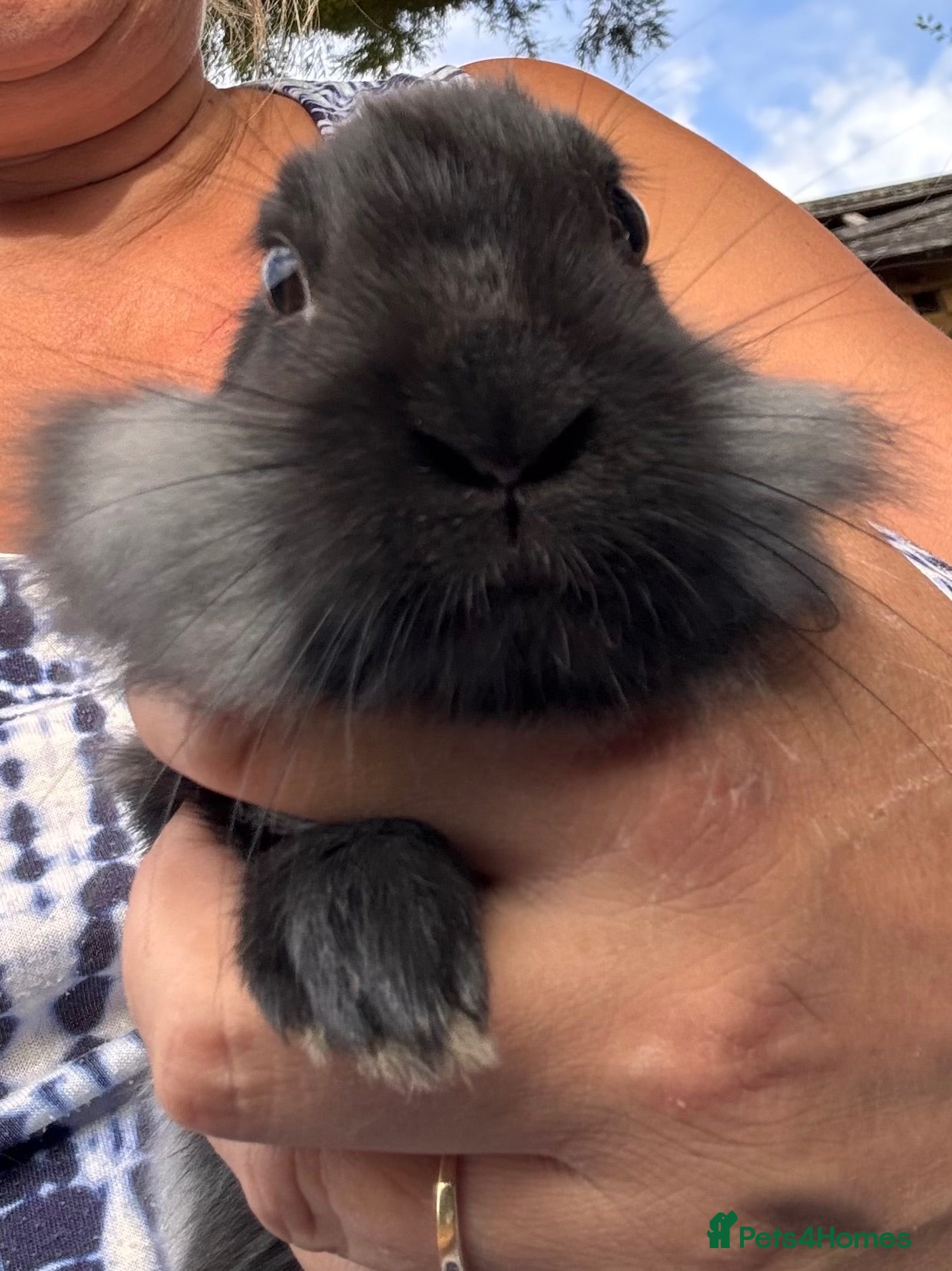 Lionhead rabbits 🐰 LIONHEAD X REX RARE HAND-REARED BABY BUNNIES 🐰 - Advert 5