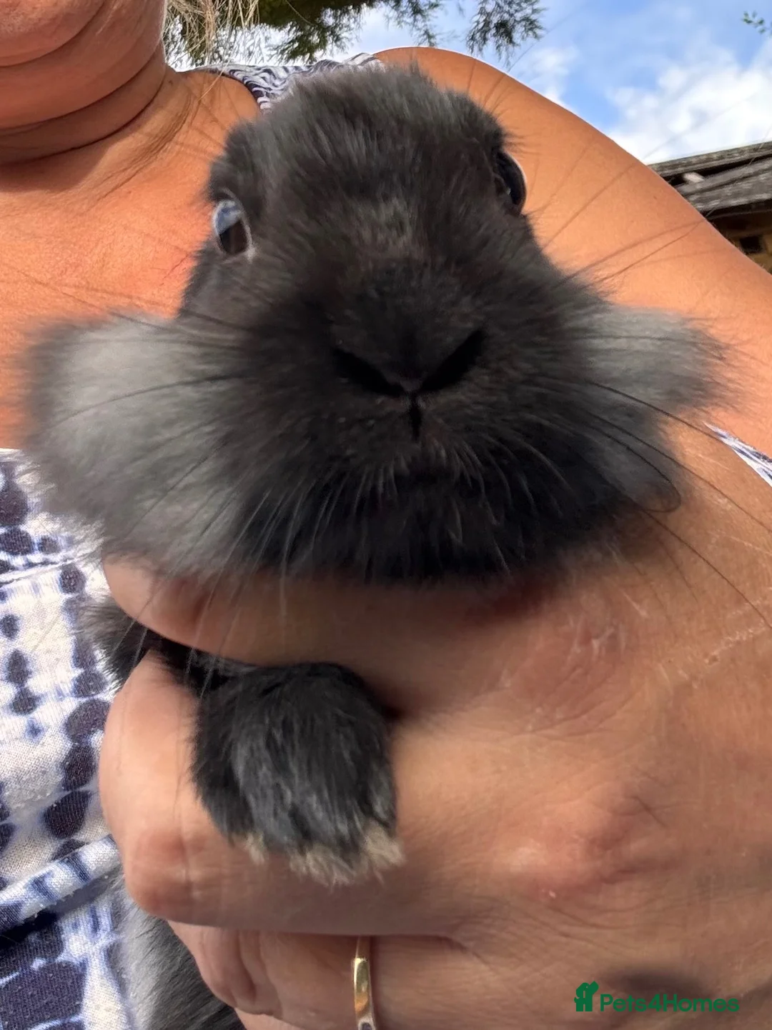 Lionhead rabbits for sale: 🐰 LIONHEAD X REX RARE HAND-REARED BABY BUNNIES 🐰 - Advert 1