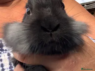 Lionhead rabbits 🐰 LIONHEAD X REX RARE HAND-REARED BABY BUNNIES 🐰 - Advert 2