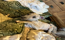 Mixed Breed dogs for sale:  🐶✨ ADORABLE WIGGY PUPPIES – licenced  breeder  - Image 25