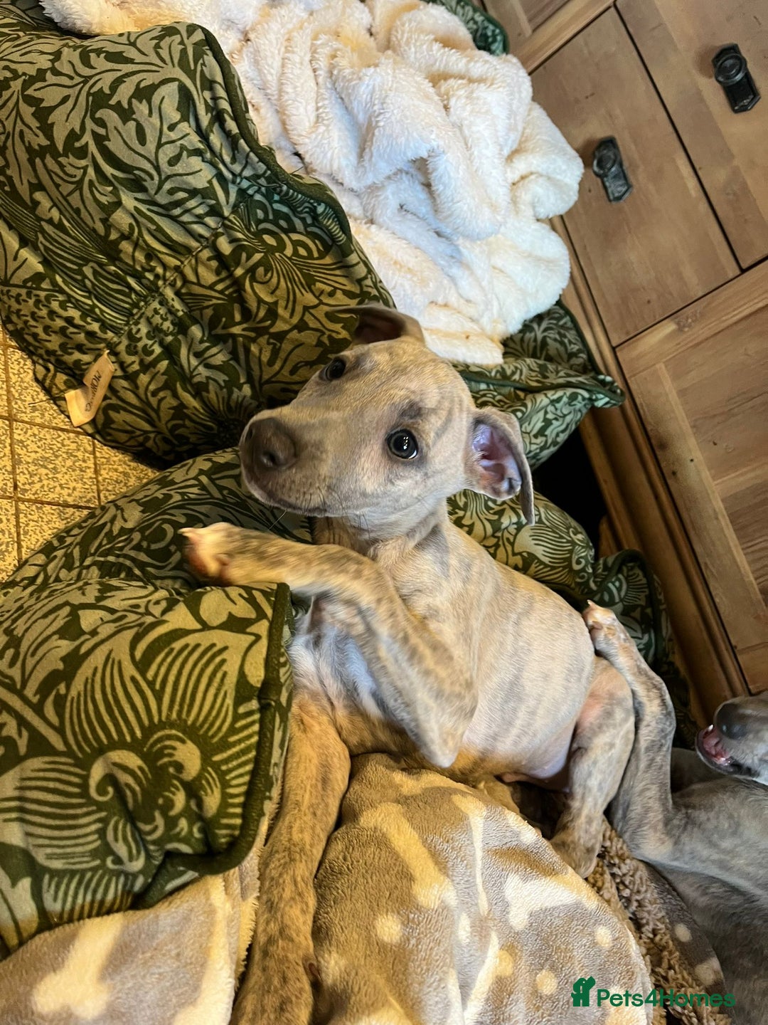 Mixed Breed dogs for sale:  🐶✨ ADORABLE WIGGY PUPPIES – licenced  breeder  - Image 25