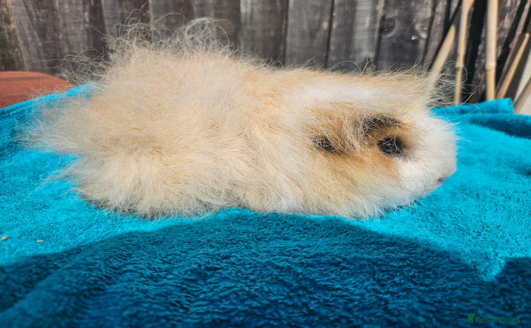 Guinea Pig rodents - Advert 11