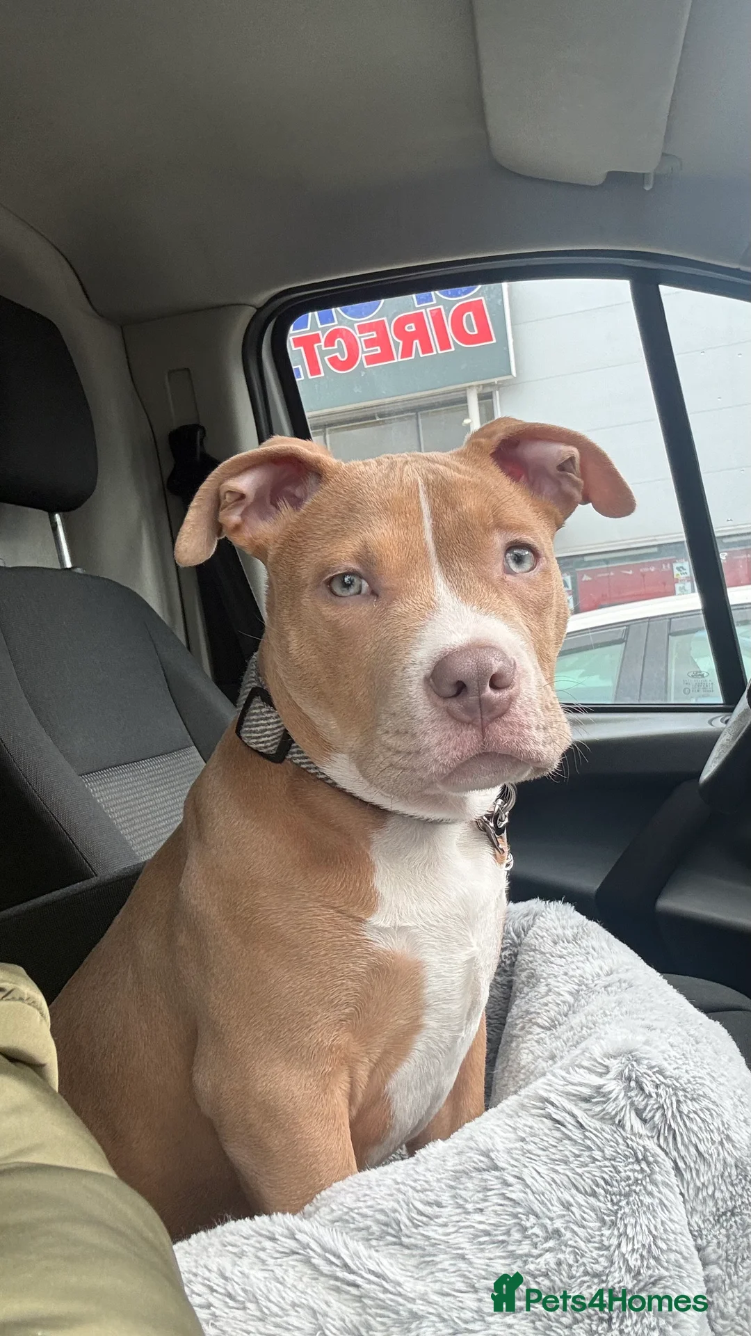 Staffordshire Bull Terrier dogs for sale: Male staffy  - Advert 4