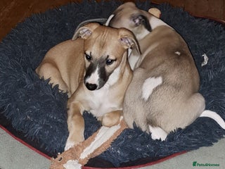 Whippet dogs 1 Beautiful KC Reg Whippet bitch puppies - Advert 5