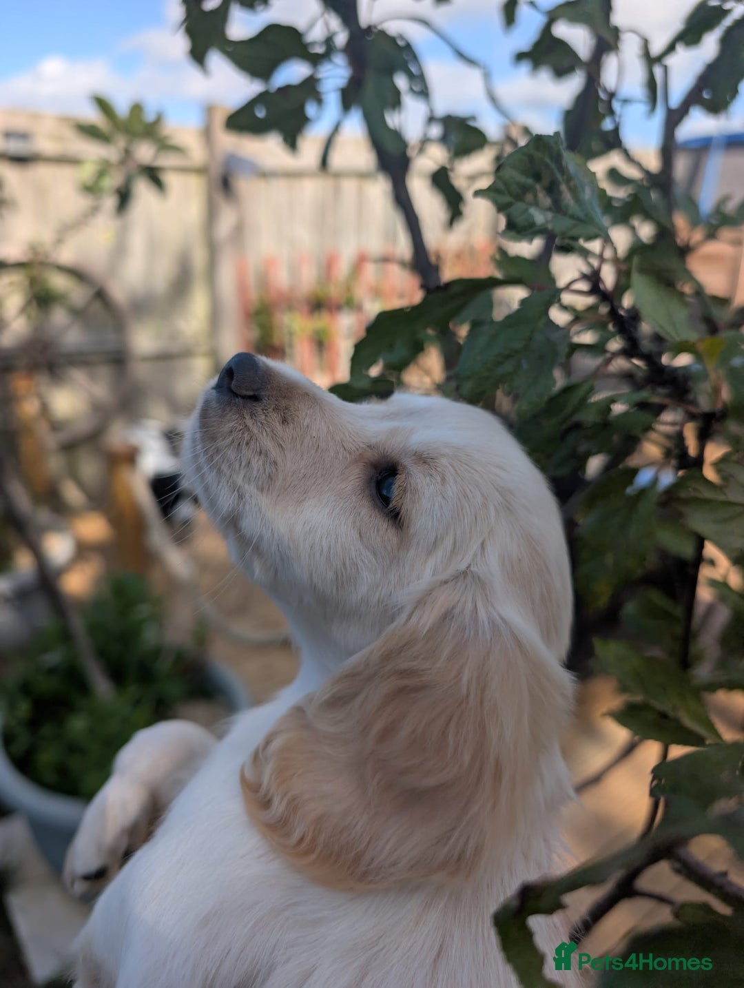 Cocker Spaniel dogs for sale: Working type cocker spaniel puppies  - Image 8