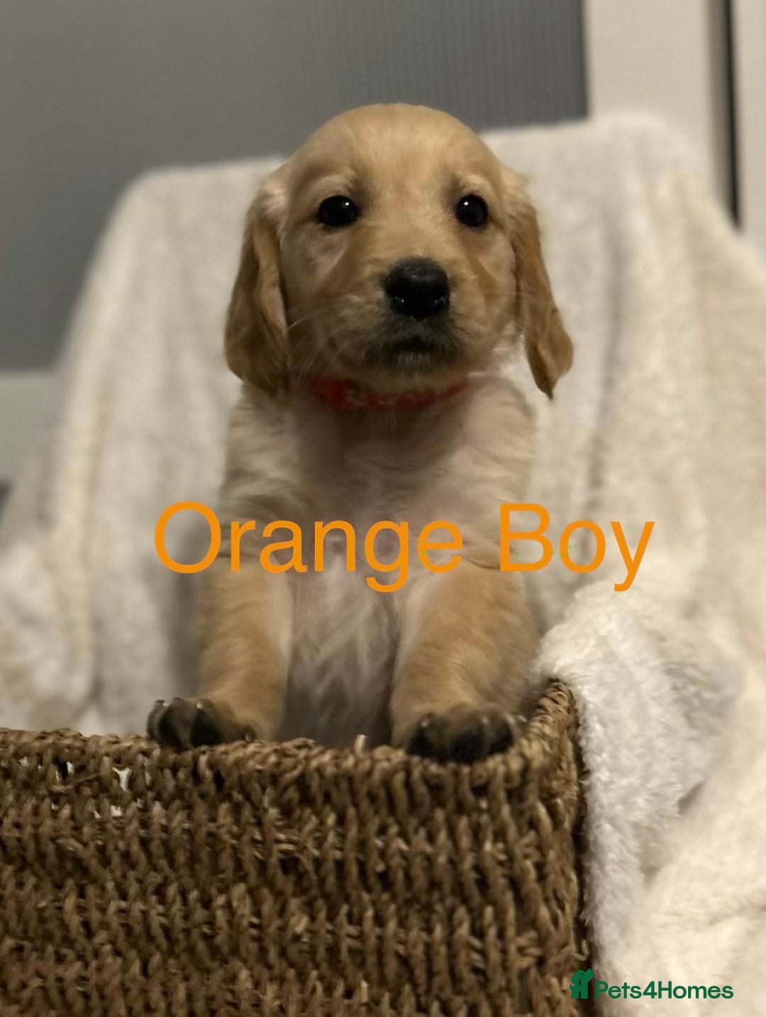 Golden Retriever dogs for sale: 2 Handsome Golden Retriever Boys - Advert 19