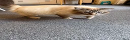 Birman cats for sale: Birman kittens  - Advert 3