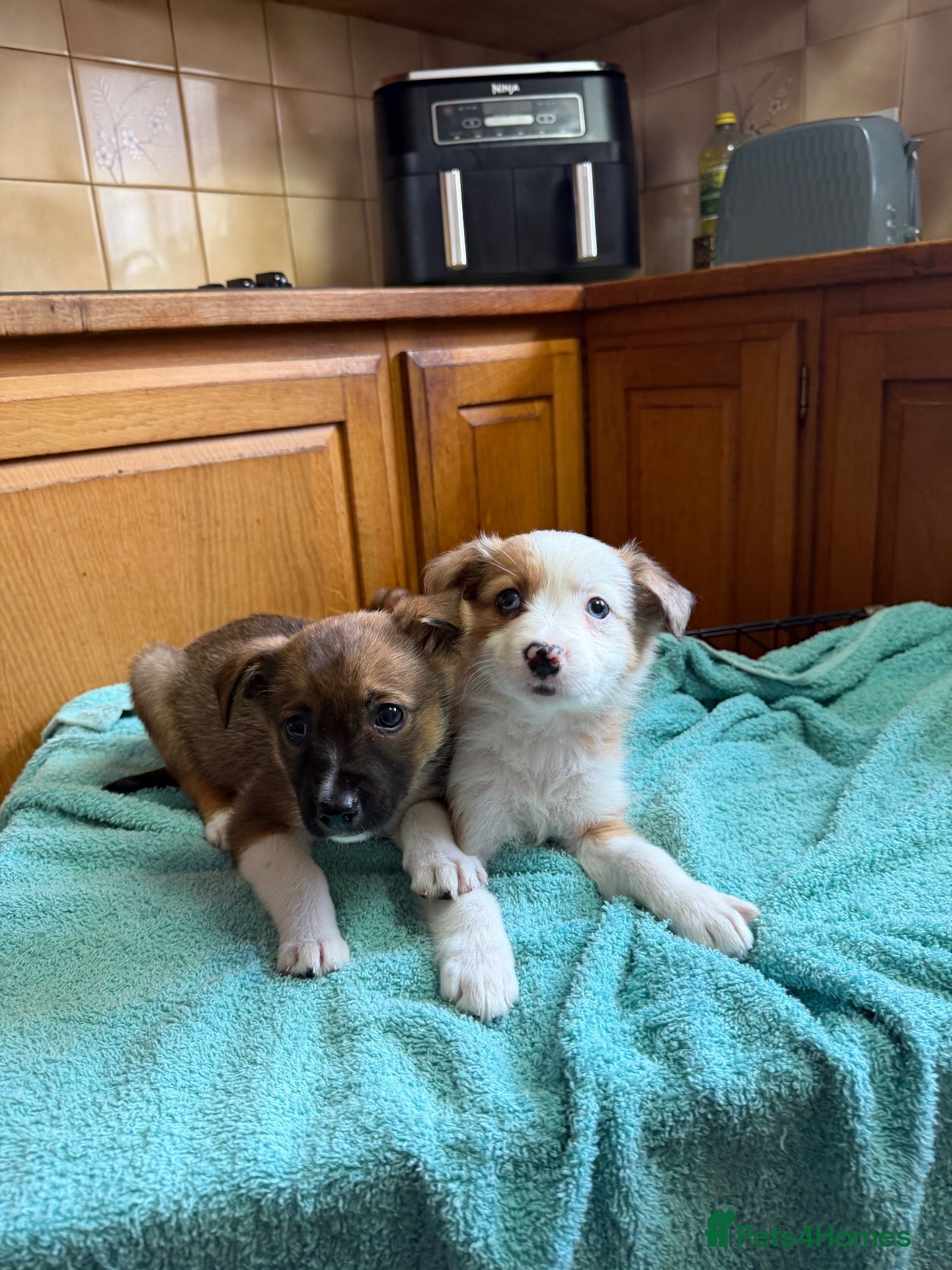 Border Collie dogs Last 2 Beautiful girl Puppies for sale🐾 - Advert 1