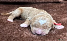 Double Doodle dogs for sale: Double Doodle puppies from Health tested parents - Image 12